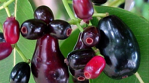 An Giang: Rộ mùa trâm chín
