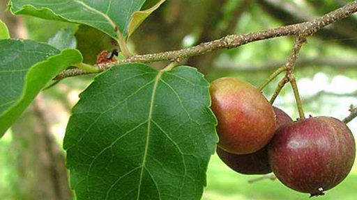 Mùa mưa về ăn trái miệt Thất Sơn