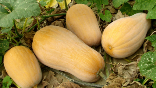 Thơm ngon bí hầm dừa