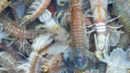 Rộn ràng mùa gió chướng miền đồng bằng