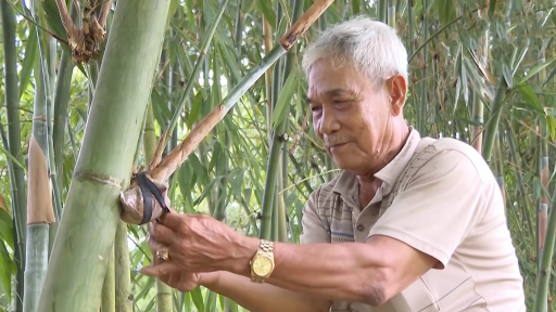 Làm giàu từ mô hình trồng tre Điền Trúc