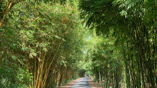 Đồng Tháp diễn ra sự kiện Hội thảo Tre Thế giới lần IV