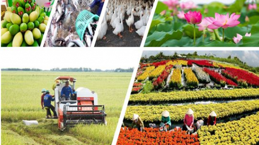 Đồng Tháp: Nông nghiệp là ngành kinh tế quan trọng