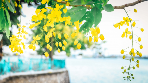 Sắc hạ buông, tình ơi?