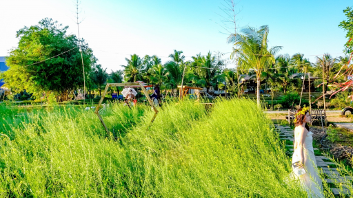 Vườn hoa cải tuyệt đẹp ở Cần Thơ