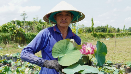 Nông dân trồng sen – tô điểm cho Lễ hội Sen thêm rạng rỡ