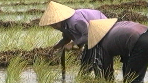 Nọc cấy - Từ dụng cụ truyền thống đến biểu tượng văn hóa