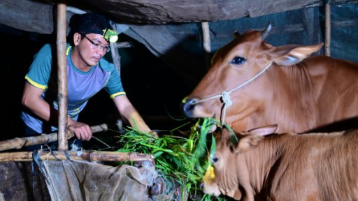 Làm giàu từ nghề nuôi bò