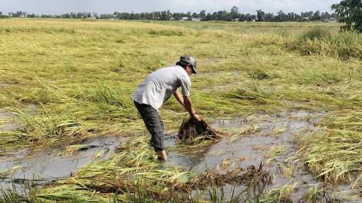 Bạc Liêu thiệt hại gần 13.000 ha lúa Hè thu do ảnh hưởng bão
