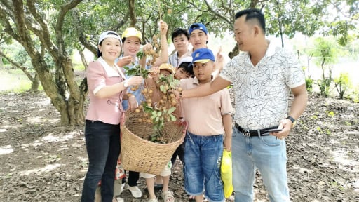 Ấn tượng vườn nhãn cổ hơn 100 năm tuổi ở Cà Mau