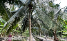 Bình Đại - Bến Tre tập trung phát triển dừa hữu cơ