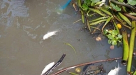 Cá tự nhiên chết hàng loạt trên sông, rạch huyện Phong Điền