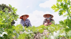 “Chị Đẹp” Bến Tre và sáng kiến giúp phát triển nông nghiệp ứng phó với biến đổi khí hậu