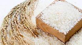 Giá lúa gạo hôm nay 7/7: Giá lúa gạo đi ngang