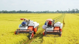 Giá lúa gạo hôm nay 17/7: Giá lúa tiếp tục giảm
