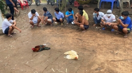 An Giang: Triệt xóa tụ điểm đá gà ăn tiền, bắt giữ 10 đối tượng