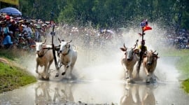 Độc đáo lễ hội Đua bò vùng Bảy Núi