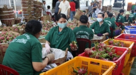Tiền Giang: Bưu điện huyện Gò Công Tây đưa các sản phẩm của nông dân lên sàn thương mại điện tử