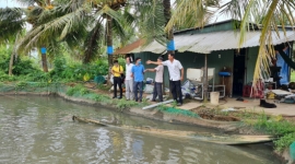 Hàng chục hộ dân nuôi cá lóc ở Trà Vinh điêu đứng vì bị thương lái 