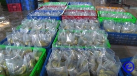 Tiền Giang: Mô hình sản xuất cải chua đạt chứng nhận OCOP