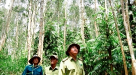 ĐBSCL: Chủ động phòng chống cháy rừng trong mùa khô