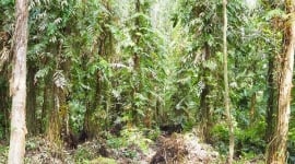 Nhiều diện tích rừng tràm tại Cà Mau đang tăng cấp cháy