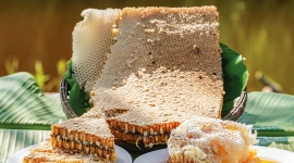 Về U Minh thưởng thức gỏi nhộng ong