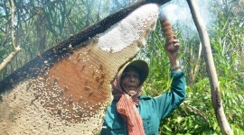 Ông Trần Văn Nhì – “Nghệ nhân” gác kèo ong xứ rừng tràm U Minh Hạ Cà Mau
