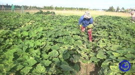 Tiền Giang: Nông dân trồng bí đỏ trong mùa khô cho năng suất thu hoạch cao