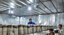 Tiền Giang: Mô hình trồng nấm mối đen mỗi năm thu lãi hàng trăm triệu đồng