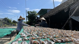 Đồng Tháp: Công nhận làng nghề khô cá lóc ấp Phú Thọ A