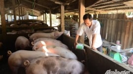 Tiền Giang: Chuyện về nông dân khởi nghiệp từ 1 con heo giống