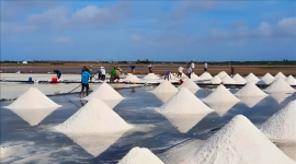 Bộ NN&PTNT cấp cho Bạc Liêu 130 tỷ đồng để đầu tư hạ tầng phát triển nghề làm muối
