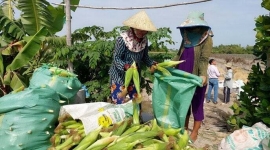 Bạc Liêu: Nông dân huyện Phước Long trồng bắp đạt hiệu quả kinh tế cao