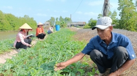 Cà Mau: Nông dân huyện Ngọc Hiển trúng mùa dưa hấu Tết