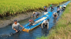 Mô hình tôm - lúa được ưu chuộng sản xuất tại Bạc Liêu