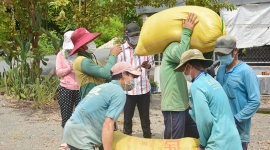 Huyện Kiên Lương - Kiên Giang: Giá lúa tăng nhưng nông dân lãi thấp