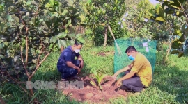 TP. Bến Tre triển vọng từ mô hình “trồng dừa sáp nuôi cấy mô”