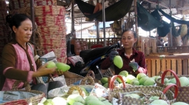 Tiền Giang: Nỗ lực đưa trái xoài cát Hòa Lộc xuất khẩu