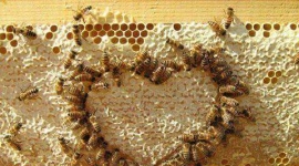 Mỗi căn bếp cần một hũ mật ong