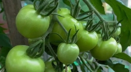 Những nguy cơ ngộ độc từ cà chua xanh