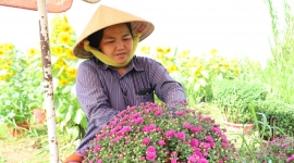 Cần Thơ: Nông dân Làng hoa Bà Bộ tất bật chuẩn bị hoa tết