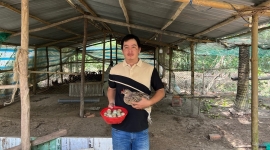 Video: Người đầu bếp Bến Tre và niềm đam mê với chim trĩ