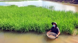 Đồng Tháp: Nông dân cải thiện kinh tế mùa lũ nhờ nuôi cá trong ruộng lúa