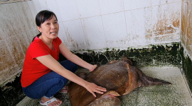 Video: Cận cảnh trang trại nuôi hàng ngàn con cua đinh “to bự” tại Cần Thơ