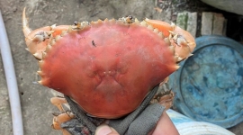 Độc lạ cua biển còn sống có màu cam ở Cà Mau