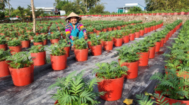 Cà Mau: Nông dân U Minh trồng hoa phục vụ Tết Giáp Thìn năm 2024
