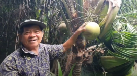 Vĩnh Long: Cận cảnh cây dừa 