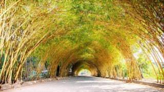 Xuất hiện 'đường hầm cổ tích' ngay sát vách Hà Nội, dân mạng đua nhau truy tìm tọa độ