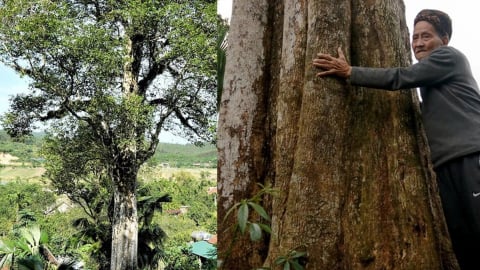 Việt Nam có 2 cây gỗ quý hơn 200 tuổi, được trả 100 tỷ vẫn không bán, cả làng thay nhau canh giữ